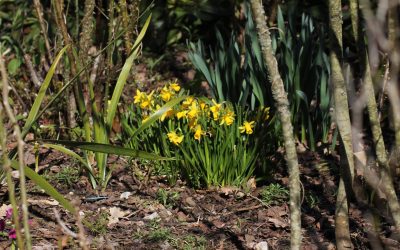 Floraison des bulbes Printanniers